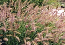 0664-s_grass_dwarf_fountain_grass_beige_feathers_so_21