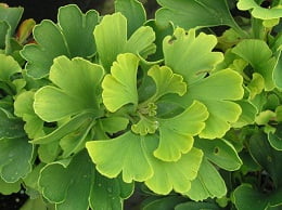 1366_0_Ginkgo-biloba-Mariken-Kugel-Ginkgobaum1