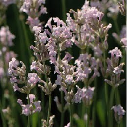 LAVANDULA20ang20Rosea1