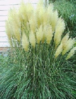 Pampas_Grass_Dwarf_3x41