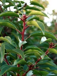 Prunus-lusitanica-Angustifolia_41