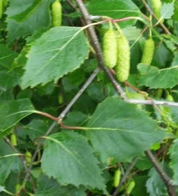 betula-pendula-11