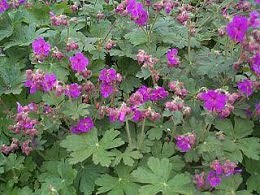 geranium20macrorrhizum20bevans20variety1