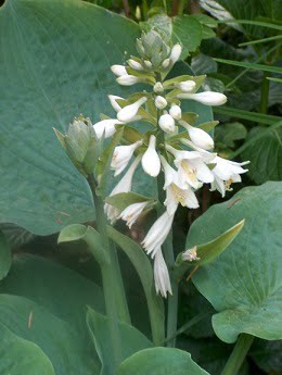 hosta20sieboldiana20elegans20Hpim15331