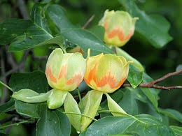 liriodendron_tulipifera1